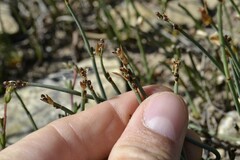 Elegia squamosa