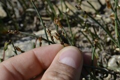 Elegia squamosa