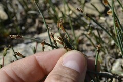 Elegia squamosa