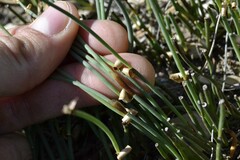 Elegia squamosa