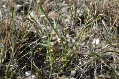 Elegia squamosa