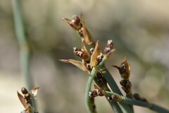 Elegia squamosa