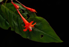 Fuchsia venusta