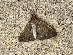 Focillidia texana
