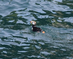 Fratercula corniculata