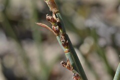Elegia squamosa