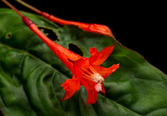 Fuchsia venusta