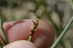 Elegia squamosa