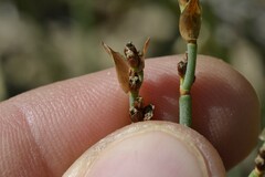 Elegia squamosa