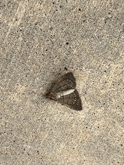 Focillidia texana