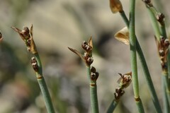 Elegia squamosa