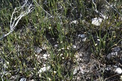 Elegia squamosa