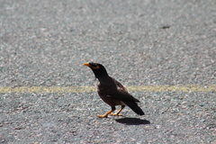 Acridotheres tristis