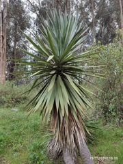 Furcraea andina