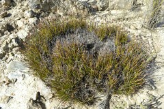 Ficinia overbergensis