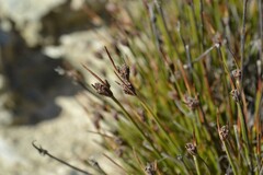 Ficinia overbergensis