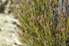 Ficinia overbergensis