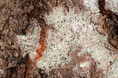 Lecanora argentata