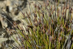 Ficinia overbergensis