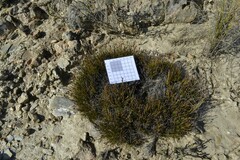 Ficinia overbergensis