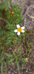 Perityle emoryi