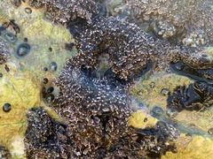 Corallina officinalis