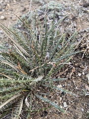 Ancathia igniaria