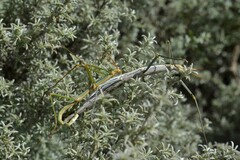 Macynia labiata