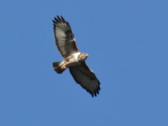 Buteo trizonatus