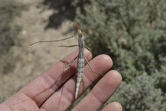Macynia labiata