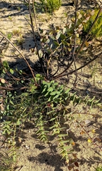 Crotalarieae
