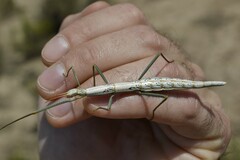 Macynia labiata