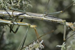 Macynia labiata
