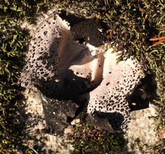 Umbilicaria spodochroa