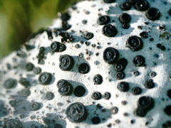 Umbilicaria spodochroa