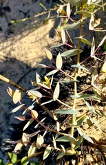 Crotalarieae