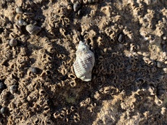 Acanthinucella
