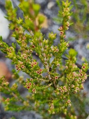 Erica tristis