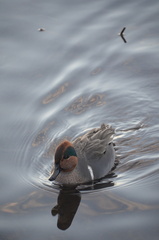 Anas crecca carolinensis