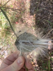 Gonolobus suberosus