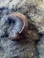Tandonia budapestensis