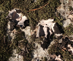 Umbilicaria spodochroa