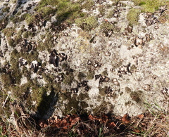 Umbilicaria spodochroa