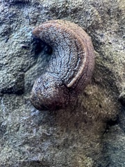 Tandonia budapestensis