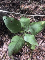 Verbesina virginica