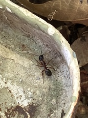 Camponotus texanus