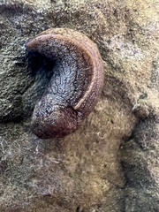 Tandonia budapestensis