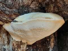 Pseudospongipellis unicolor