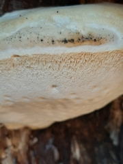 Pseudospongipellis unicolor