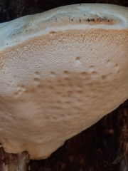 Pseudospongipellis unicolor